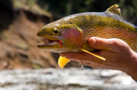 Lake Tahoe Fishing