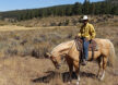 horse and rider in sage