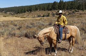 horse and rider in sage